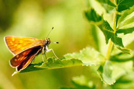 Orange butterfly european skipper on leaf macro