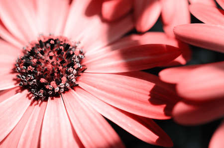 Flower center macroの写真素材