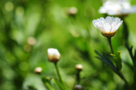 Green background with daisy flowersの写真素材
