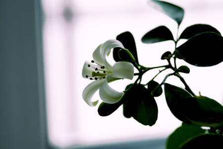 murayya flowerの写真素材