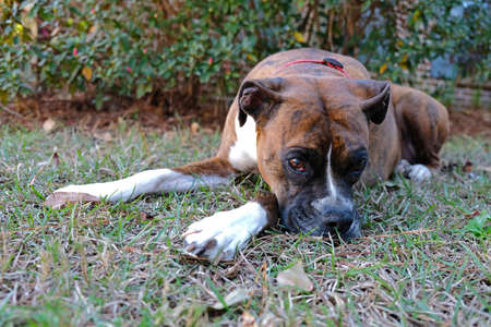 Boxer dog is lying on grassの写真素材