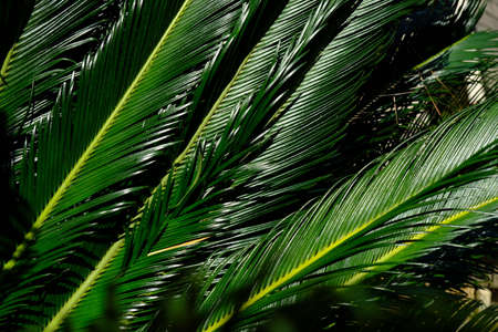 Tropical palm tree leaves closeupの写真素材