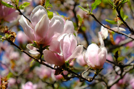 Magnolia tree flowers at spring timeの写真素材