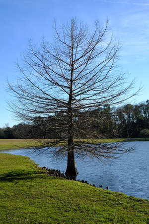 Single tree without leaves on a shore of lake at spring dayの写真素材
