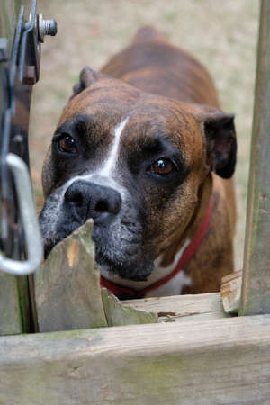 Boxer dog is looking at hole in fenceの写真素材