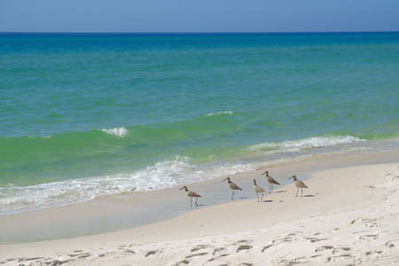 Sandpiper birds on sandy beachの写真素材