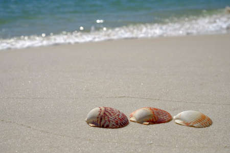 Shells on sandy beachの写真素材