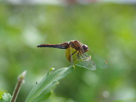 Closeup dragonlyの写真素材