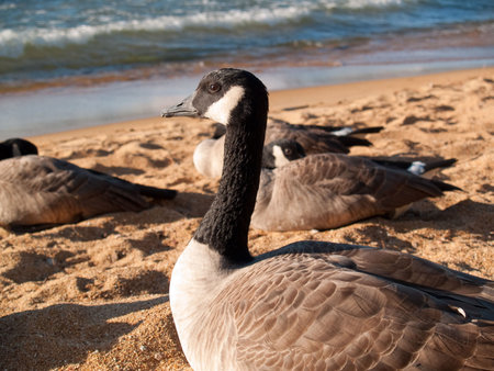 Close view of a goose, looking intently and nervously at me.の写真素材