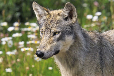 Grey wolfの写真素材