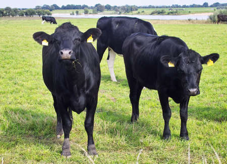 Cows on a meadowの写真素材