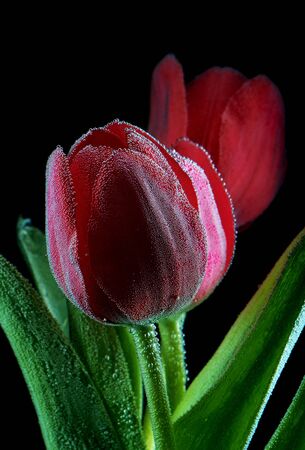Red tulips with black backgroundの写真素材