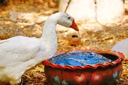 gooseの写真素材