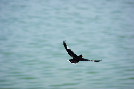 Birds of Laem Phak Biaの写真素材