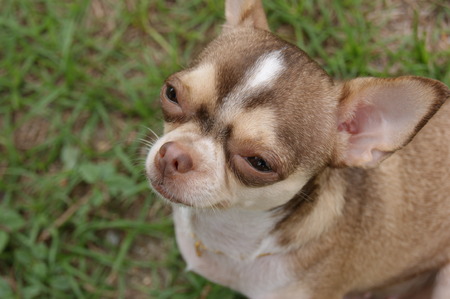 the dogの写真素材