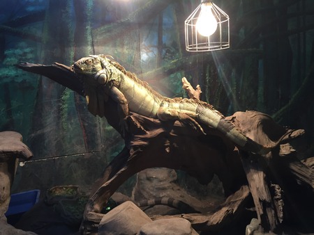 iguanaの写真素材