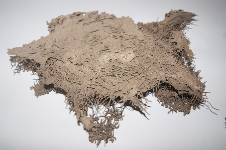 Termite nestsの写真素材