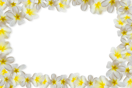 Plumeria flower on the white backgroundの写真素材