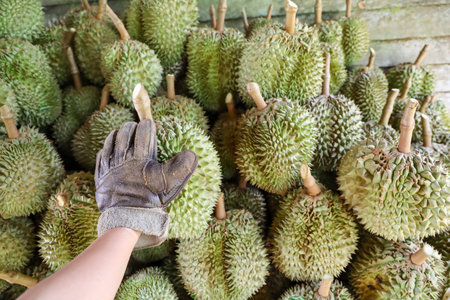 Asian hand wearing glove holding durian after harvesting with pile of durians background. Concept...