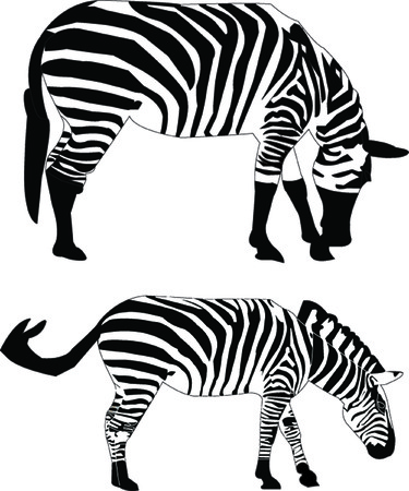 two zebras - vectorのイラスト素材
