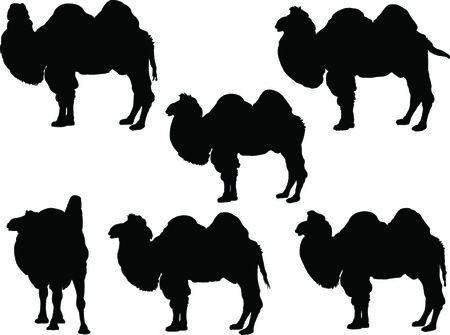 camel collection - vectorのイラスト素材