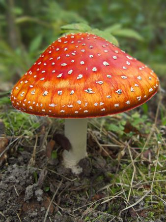 Bright red autumn fly agaric in a grass, closeupの写真素材