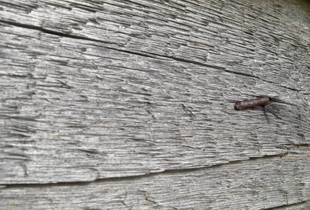 The nail in a wooden board, close upの写真素材
