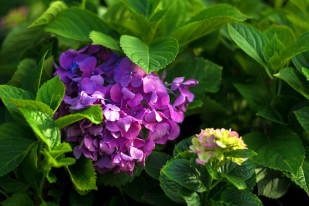 Hydrangea purple and yellow flowers closeup, blurred background