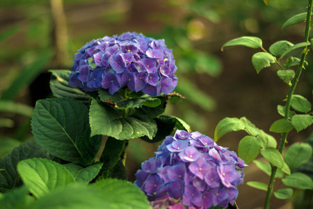 Hydrangea blue flowers closeup, blurred background