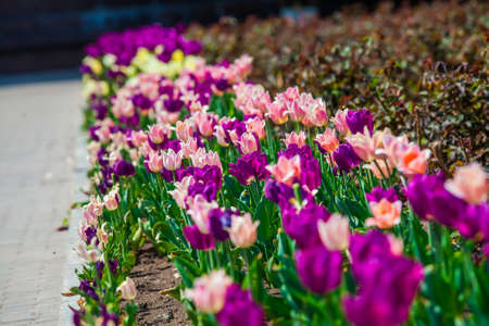 Purple and white tulips on the lawn closeup outdoors, sunny day, elements of urban infrastructure, accomplishment of territoryの写真素材