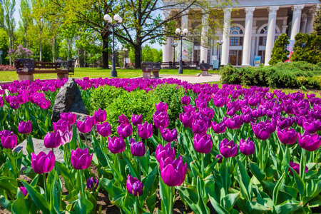 Flower bed with purple tulips closeup in in front of the theatre, elements of urban infrastructure, shot in Donetsk, Ukraine, May 2013のeditorial素材