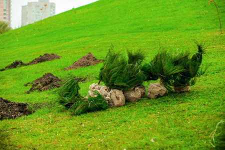 preparation for planting trees and shrubs in the urban park area, accomplishment of territoryの写真素材