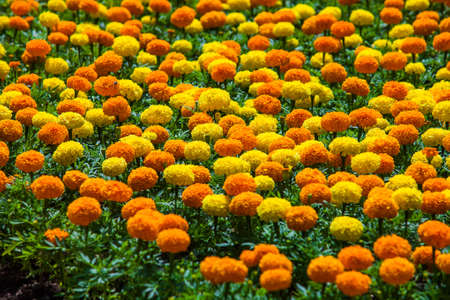 Marigold flower bed in urban public place closeup, Park infrastructureの写真素材