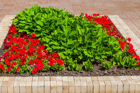 Flower bed in urban public place, Park infrastructureの写真素材