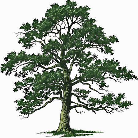 vector oak tree isolated on white background, hand drawn vector illustration.のイラスト素材