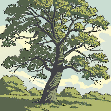 Old oak tree on the meadow. Vector illustration in retro style.のイラスト素材