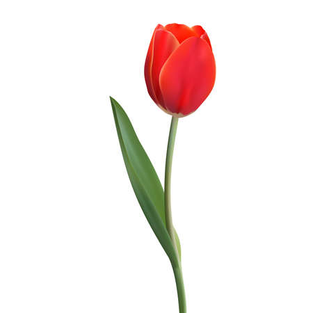 Realistic Flower Tulip. Tulip in Vector eps10のイラスト素材