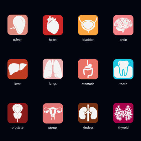 Different flat human organs set with brain heart lungs stomach bladder toooth uterus prostate thyroid spleen liver kidneys. Isolated icons on white background. Android style. Vector eps10のイラスト素材