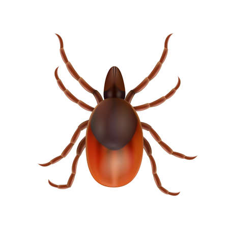 Photo realistic illustration of a deer tick isolated on white background. Vector eps10のイラスト素材
