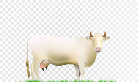 White cow isolated on transparent background realistic vector illustration.のイラスト素材