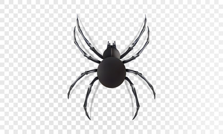 Black spider isolated on transparent backdrop. Top view 3D realistic insect.