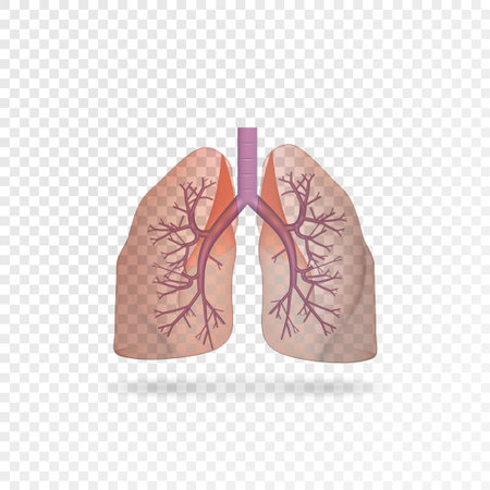 Realistic transparent human lungs. Right and left lung with trachea. Healthy lung. Respiratory...