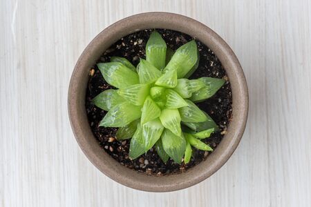 A pot of succulent plantの写真素材