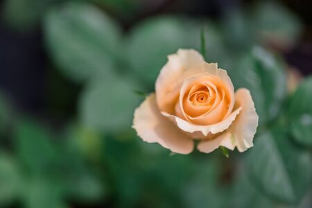 The rose flowers in the nurseryの写真素材
