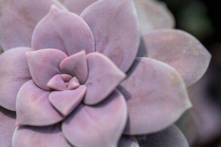 Succulent plant close-upの写真素材