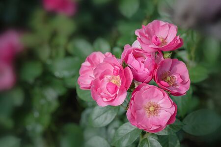 The rose flowers in the nurseryの写真素材