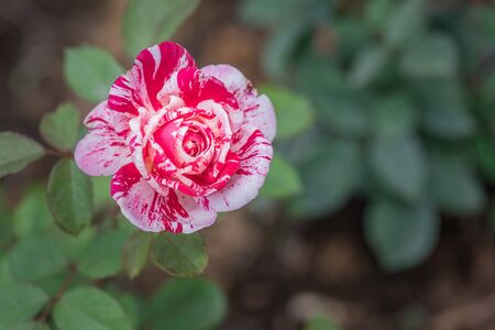 The rose flowers in the nurseryの写真素材