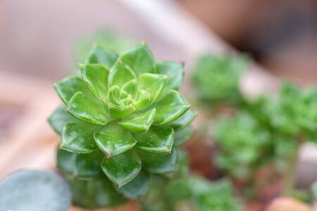 Succulent plants in the botanical gardenの写真素材