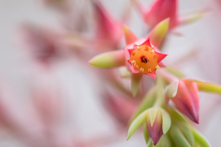 Succulent plants in the botanical garden