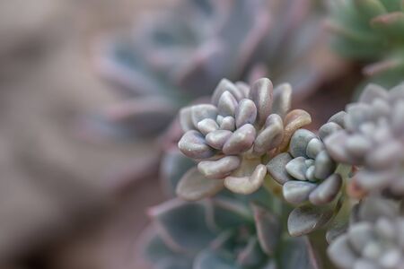 Succulent plants in the botanical gardenの写真素材